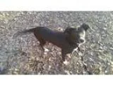 Dog Trainer  Apprentice