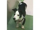 Adopt Arla a Black - with White Boston Terrier  Dachshund  Mixed