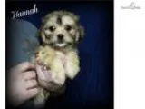 Cavachon Puppies - Meet Hannah