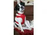 2 Male and 2 Female CKC SHIH-TZU