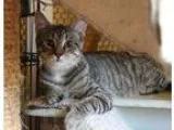 Adopt Lincoln a Tiger Striped Domestic Shorthair (short coat) ca