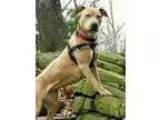 Adopt Range a TanYellowFawn - with White Terrier (Unknown Type