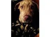 Adopt Minnie a Australian Cattle Dog (Blue Heeler)