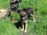 Adopt Xena a German Shepherd Dog