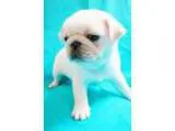 Kdnien French Bulldogs puppies available