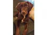 Adopt Mollie a BrownChocolate - with White Husky  Labrador Retri