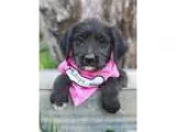 Adopt Bunny a Black - with White Standard Schnauzer  Terrier (Un
