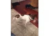 Adopt Greta a White - with Brown or Chocolate Spaniel (Unknown T