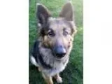 Adopt Audra a German Shepherd Dog