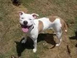 Adopt Roxie Heart a RedGoldenOrangeCh estnut - with White Pit Bu