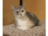 Adopt Nellie a Calico or Dilute Calico Domestic Shorthair (short
