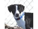 Adopt Goofy a Terrier Beagle