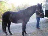 Adopt Aros a Quarterhorse Arabian