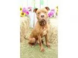 Adopt Titus-FREE ADOPTION a RedGoldenOrangeCh estnut Catahoula L