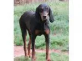 Adopt MEG Gorgeous Hound Girl a Coonhound
