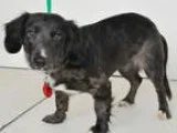 Adopt Samantha a Dachshund