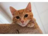 Adopt Dempsey a Orange or Red Tabby Domestic Shorthair (short co