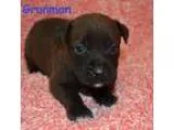 Adopt Grunman a Pit Bull Terrier