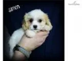 Adopt Dallas a BrownChocolate - with Tan Terrier (Unknown Type