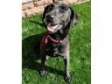 Adopt Virginia - Adopted a Labrador Retriever