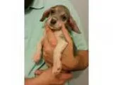 Adopt Daisey-5 pounds a GraySilverSalt and Pepper - with White S