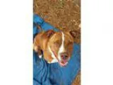 Adopt Canela a RedGoldenOrangeCh estnut - with White American St