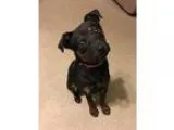 Adopt Lace a BrownChocolate - with Black Rottweiler  Shepherd (U