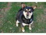 Adopt Sweetie a Corgi Beagle