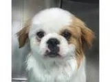 Adopt Jonah Paul a RedGoldenOrangeCh estnut Japanese Chin  Mixed