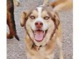 Adopt Marlow a RedGoldenOrangeCh estnut - with White Husky  Mixe