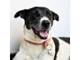 Adopt Orca and Maya a White - with Black Basenji  Dalmatian  Mix