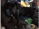 Adopt Flash a Dachshund Italian Greyhound