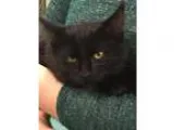 Adopt Eve a Domestic Short Hair