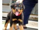 Xmas male and female rotweller puppies f
