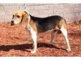 Adopt Shakespeare a Beagle  Mixed dog in Little Rock AR (1520035