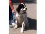 Miss Ritz - Female New Zealand Mix
