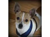 Adopt Chewyadopted a TanYellowFawn Shih Tzu  Mixed dog in Glasto
