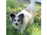 Adopt Lyzette (in FL) a Papillon