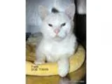 Adopt Frank- Adopt for 50 a Domestic Short Hair