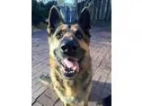 Adopt Romeo (and Lilly) a German Shepherd Dog