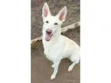 Adopt Sascha a German Shepherd Dog