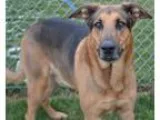 Adopt Ernie a TanYellowFawn - with Black German Shepherd Dog  An