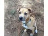 Adopt Glade Glen a Boxer