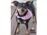 Adopt 370297 Dez a Black - with Tan Yellow or Fawn Miniature Pin