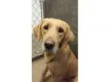 Adopt Sandy a Labrador Retriever