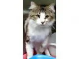 Adopt Mercy a Gray or Blue (Mostly) Domestic Longhair  Mixed (lo