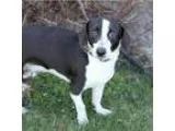 Adopt Donald a Terrier Beagle