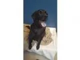 Adopt Gavin a Black Labrador Retriever  Mixed dog in Bellingham 