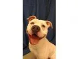 Adopt Biggs a American Staffordshire Terrier