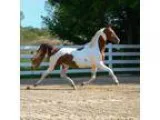 Pinto ASB Broodmare Chubasco x WC EleanorRigby Bloodlines